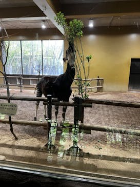 よこはま動物園ズーラシアに投稿された画像（2023/7/7）