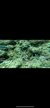 武藤潜水に投稿された画像（2023/7/8）