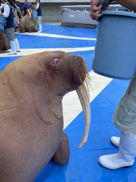 大分マリーンパレス水族館 「うみたまご」に投稿された画像（2023/7/8）