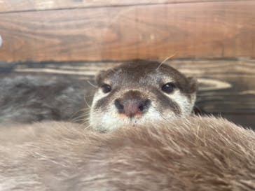 大分マリーンパレス水族館 「うみたまご」に投稿された画像（2023/7/8）