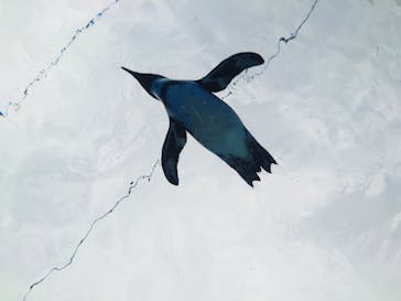 サンシャイン水族館に投稿された画像（2023/7/8）