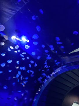 サンシャイン水族館に投稿された画像（2023/7/8）