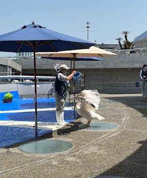大分マリーンパレス水族館 「うみたまご」に投稿された画像（2023/7/8）