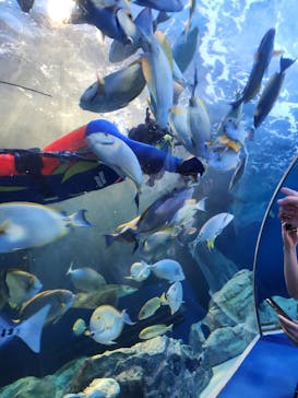 しながわ水族館に投稿された画像（2023/7/8）