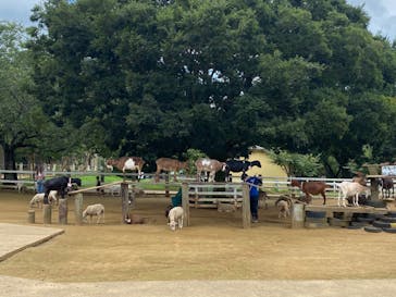 成田ゆめ牧場に投稿された画像（2023/7/8）