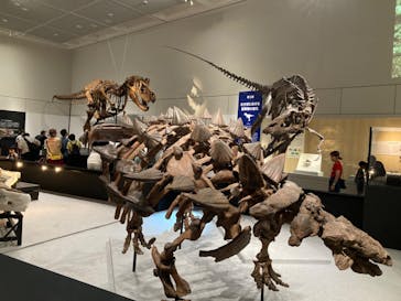 大阪市立自然史博物館に投稿された画像（2023/7/8）