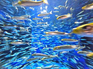 アクアワールド茨城県大洗水族館に投稿された画像（2023/7/8）