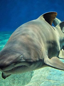 アクアワールド茨城県大洗水族館に投稿された画像（2023/7/8）