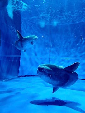 アクアワールド茨城県大洗水族館に投稿された画像（2023/7/8）