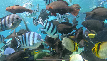 武藤潜水に投稿された画像（2023/7/8）