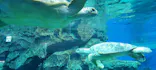 名古屋港水族館に投稿された画像（2023/7/8）