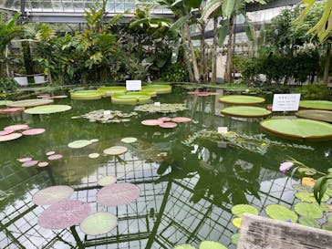 熱川バナナワニ園に投稿された画像（2023/7/8）