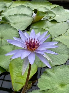 熱川バナナワニ園に投稿された画像（2023/7/8）