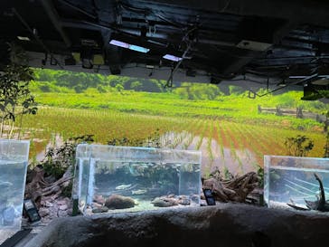 カワスイ 川崎⽔族館に投稿された画像（2023/7/8）