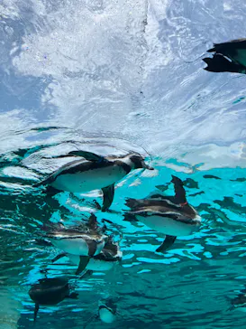 天王寺動物園に投稿された画像（2023/7/8）