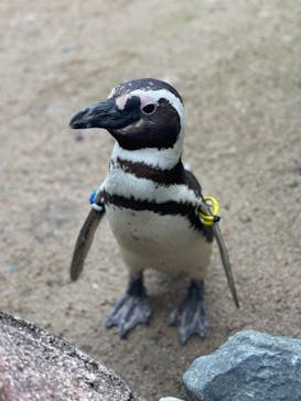 上越市立水族博物館 うみがたりに投稿された画像（2023/7/8）