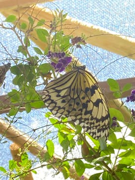 ナゴパイナップルパークに投稿された画像（2023/7/8）