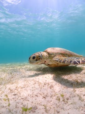 宮古島マリン GB QUESTに投稿された画像（2023/7/8）