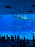 沖縄美ら海水族館に投稿された画像（2023/7/8）