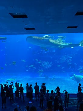 沖縄美ら海水族館に投稿された画像（2023/7/8）