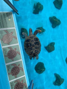 沖縄美ら海水族館に投稿された画像（2023/7/8）