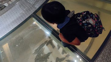 国立科学博物館に投稿された画像（2023/7/8）