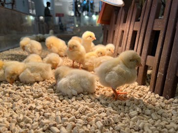 Moff アニマル カフェ イーアス 高尾店に投稿された画像（2023/7/8）