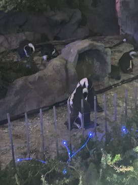 サンシャイン水族館に投稿された画像（2023/7/8）