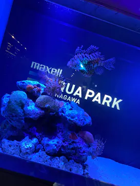 マクセル アクアパーク品川に投稿された画像（2023/7/8）