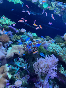 マクセル アクアパーク品川に投稿された画像（2023/7/8）