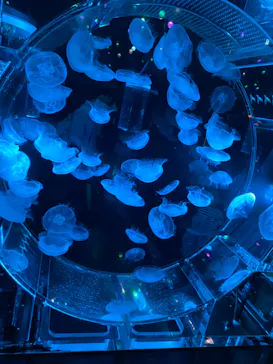 マクセル アクアパーク品川に投稿された画像（2023/7/8）