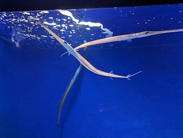 新江ノ島水族館に投稿された画像（2023/7/8）