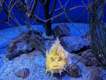 新江ノ島水族館に投稿された画像（2023/7/8）