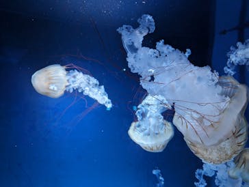 新江ノ島水族館に投稿された画像（2023/7/8）