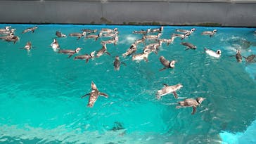 上越市立水族博物館 うみがたりに投稿された画像（2023/7/8）