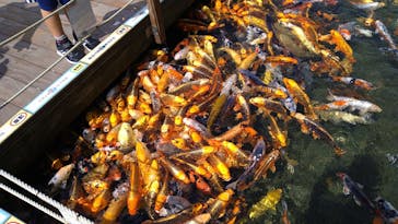 上越市立水族博物館 うみがたりに投稿された画像（2023/7/8）