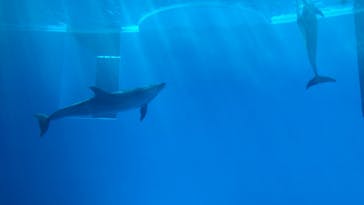 上越市立水族博物館 うみがたりに投稿された画像（2023/7/8）
