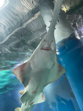 マクセル アクアパーク品川に投稿された画像（2023/7/8）