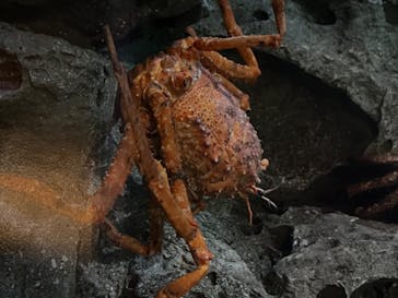 アクアワールド茨城県大洗水族館に投稿された画像（2023/7/8）