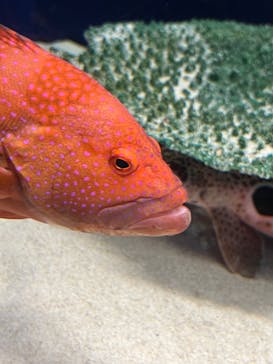 アクアワールド茨城県大洗水族館に投稿された画像（2023/7/8）