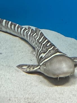 アクアワールド茨城県大洗水族館に投稿された画像（2023/7/8）