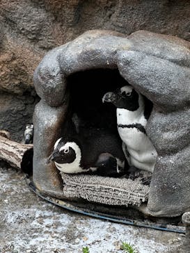 サンシャイン水族館に投稿された画像（2023/7/8）