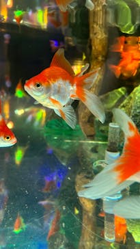 NARA IKIMONO MUSEUMに投稿された画像（2023/7/9）