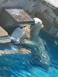 天王寺動物園に投稿された画像（2023/7/9）