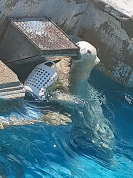 天王寺動物園に投稿された画像（2023/7/9）