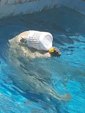 天王寺動物園に投稿された画像（2023/7/9）