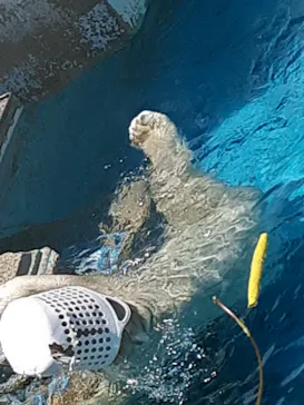 天王寺動物園に投稿された画像（2023/7/9）