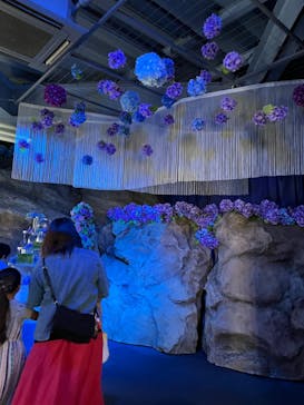 新江ノ島水族館に投稿された画像（2023/7/9）