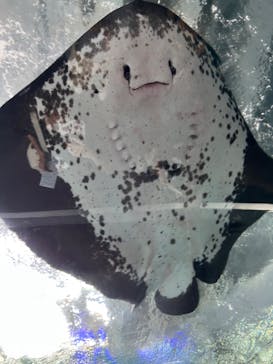 新江ノ島水族館に投稿された画像（2023/7/9）