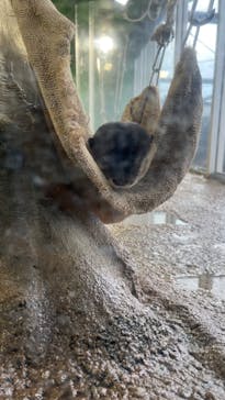 新江ノ島水族館に投稿された画像（2023/7/9）